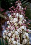 Yucca aloifolia. Верхушка соцветия. Крым, Алушта, в культуре. 29.10.2021.