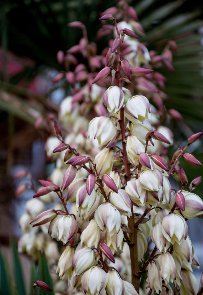 Изображение особи Yucca aloifolia.