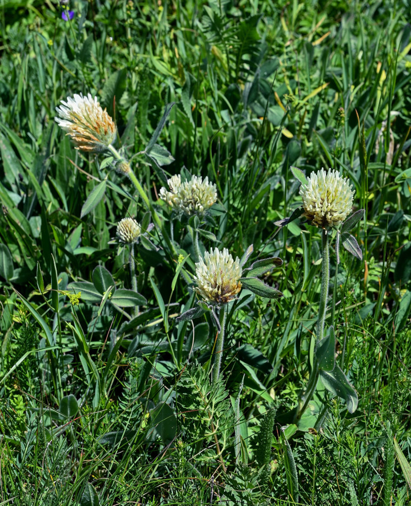 Изображение особи Trifolium trichocephalum.