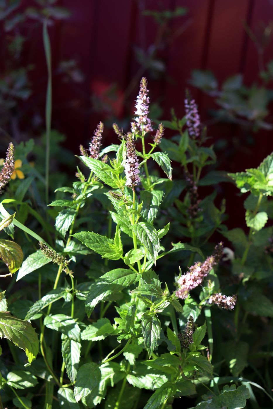 Image of Mentha &times; piperita specimen.