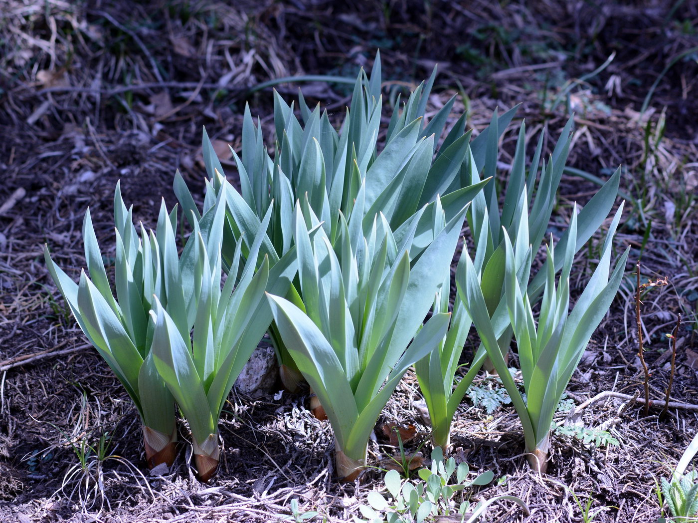 Изображение особи Eremurus fuscus.