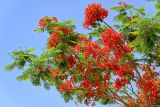 Delonix regia. Часть кроны цветущего дерева. Египет, мухафаза Кена, г. Луксор, Карнакский храмовый комплекс, в культуре. 06.05.2023.