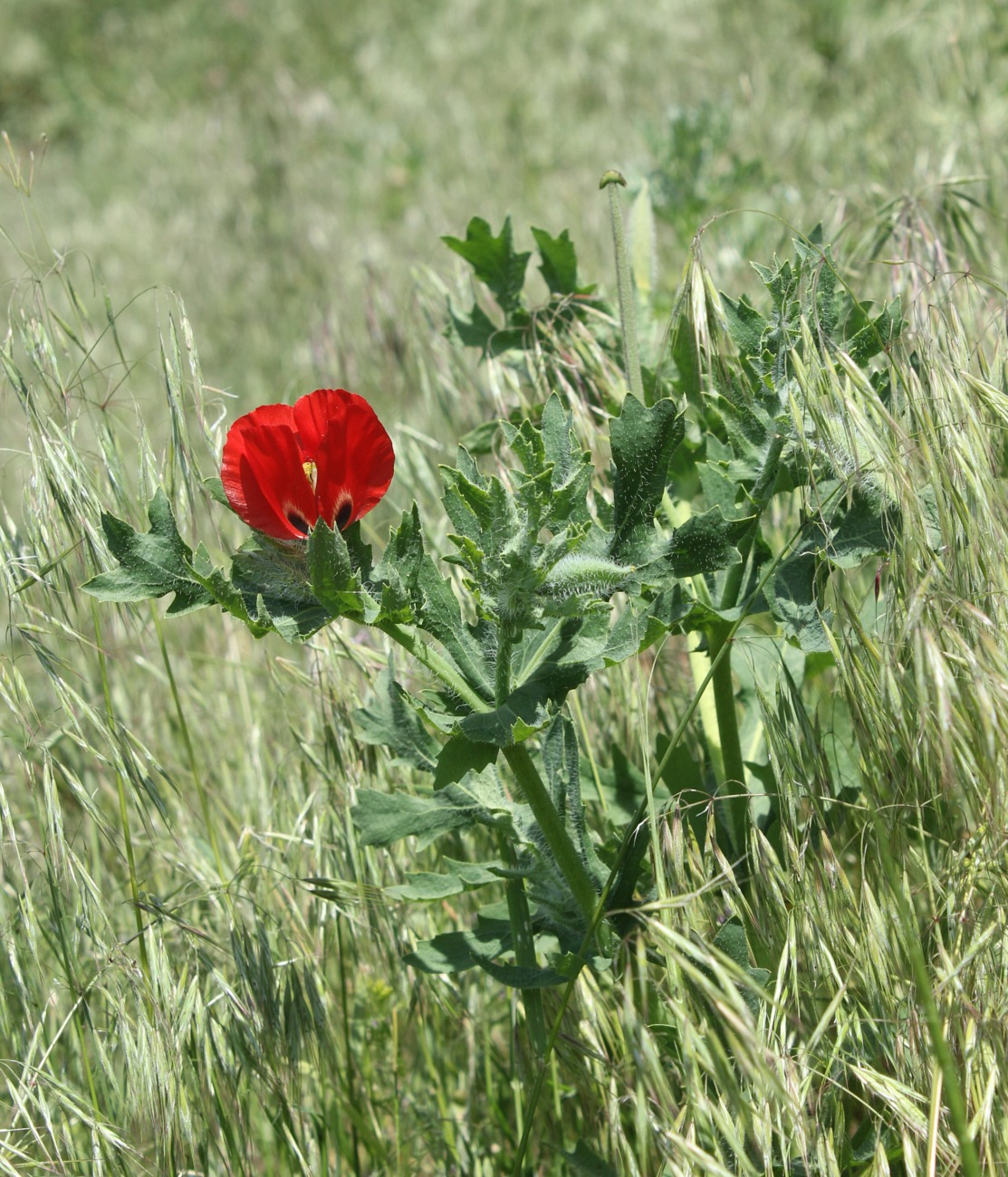 Image of Glaucium corniculatum specimen.