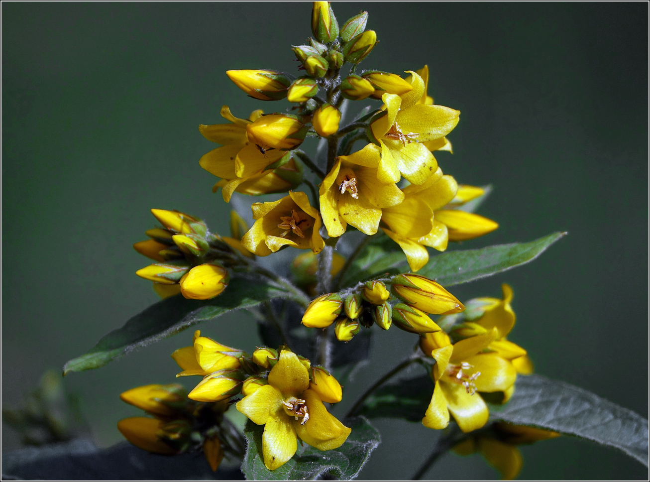 Image of Lysimachia vulgaris specimen.