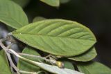 genus Cotoneaster