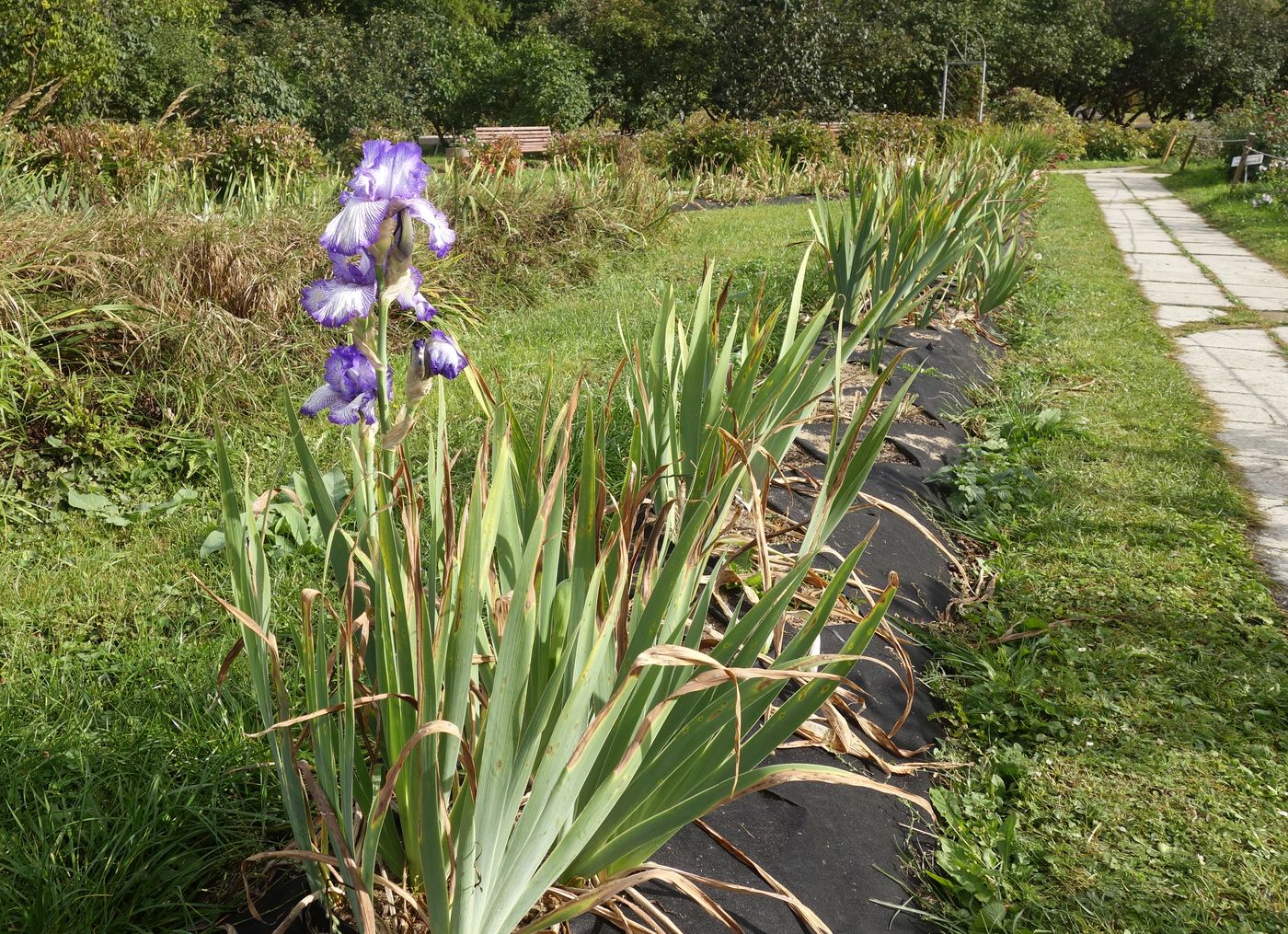 Image of Iris × hybrida specimen.