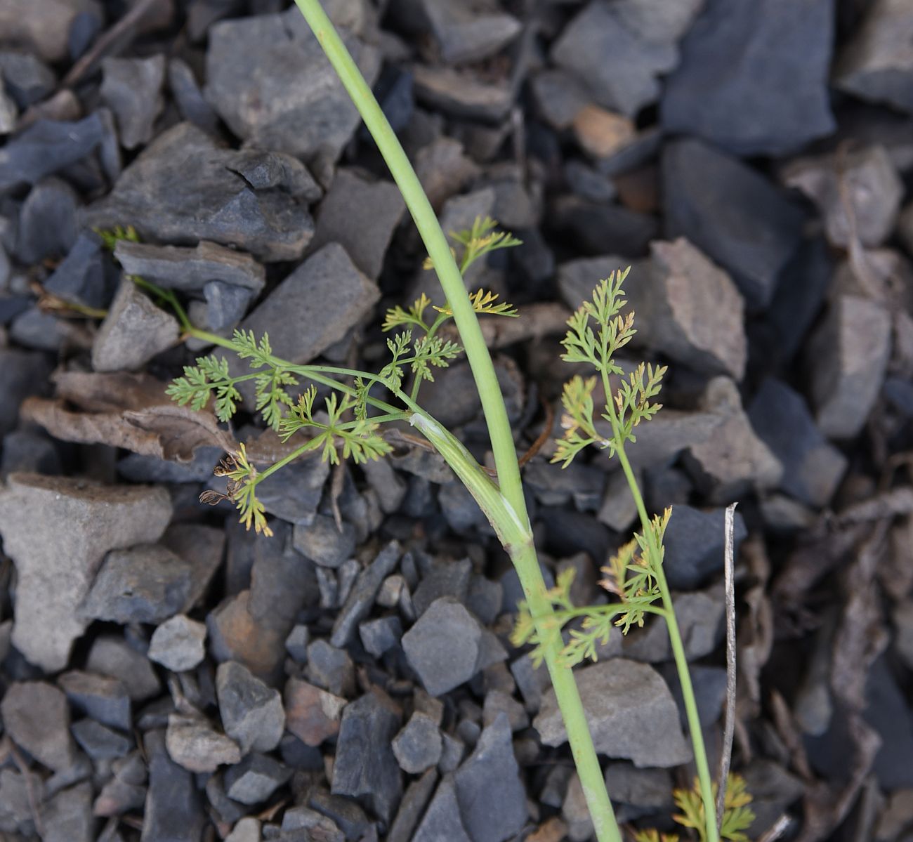 Изображение особи Astrodaucus orientalis.