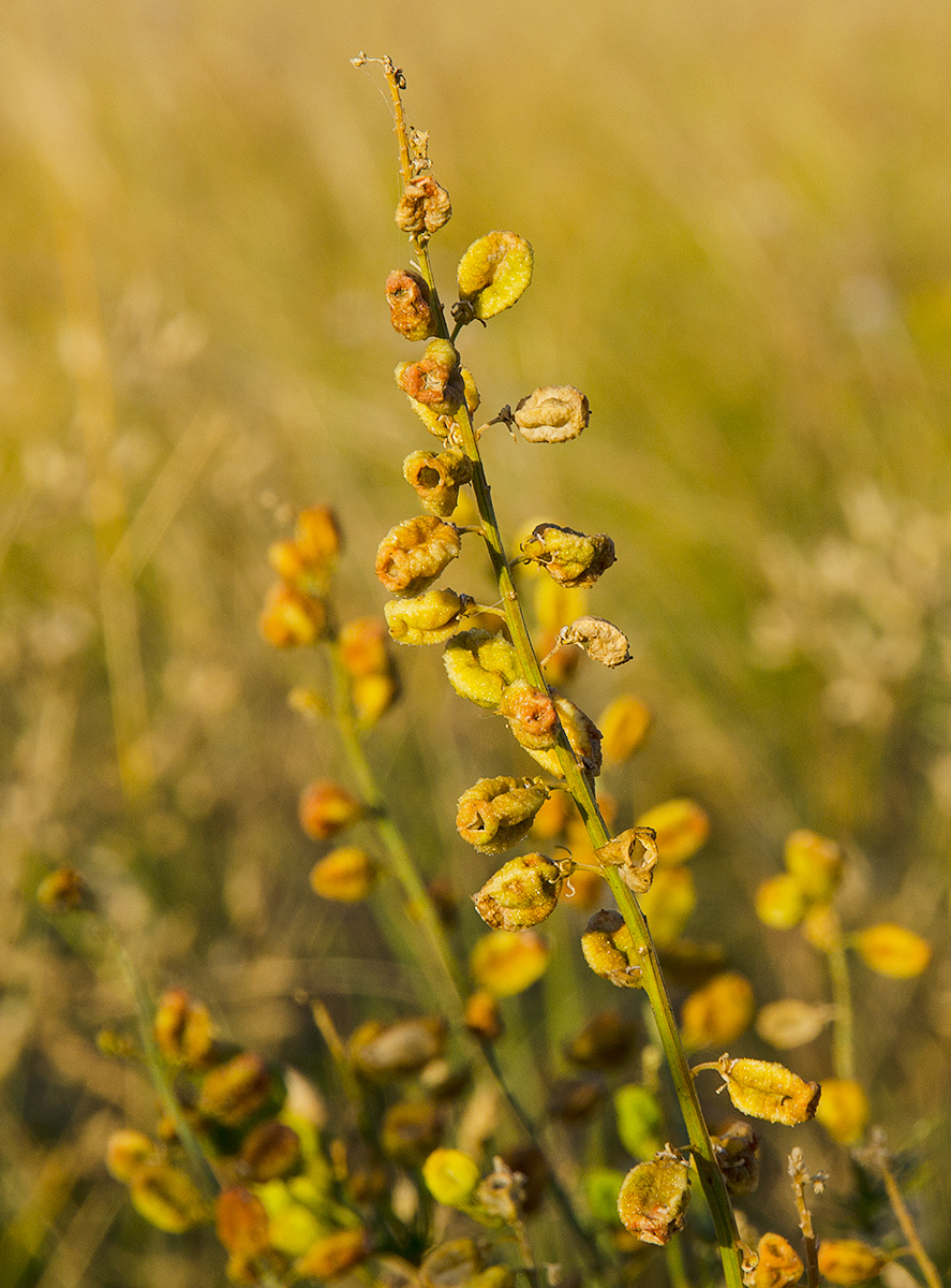 Image of Reseda lutea specimen.