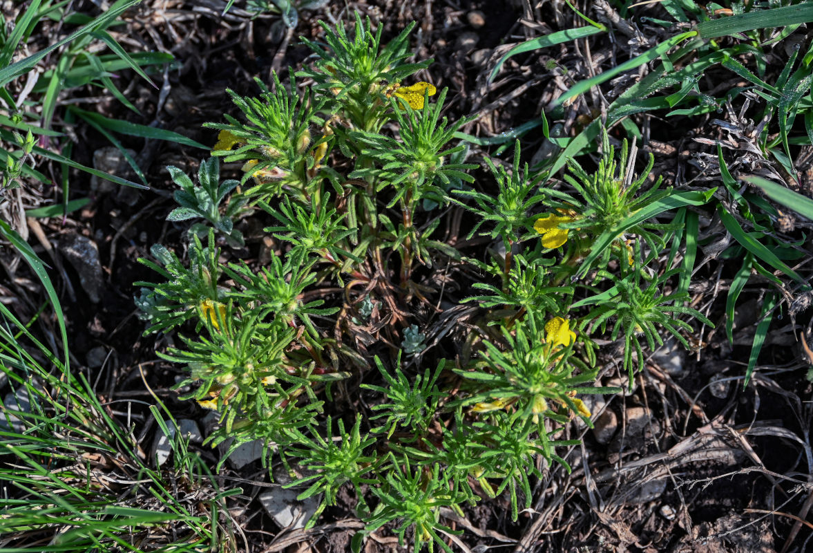 Image of Ajuga chia specimen.