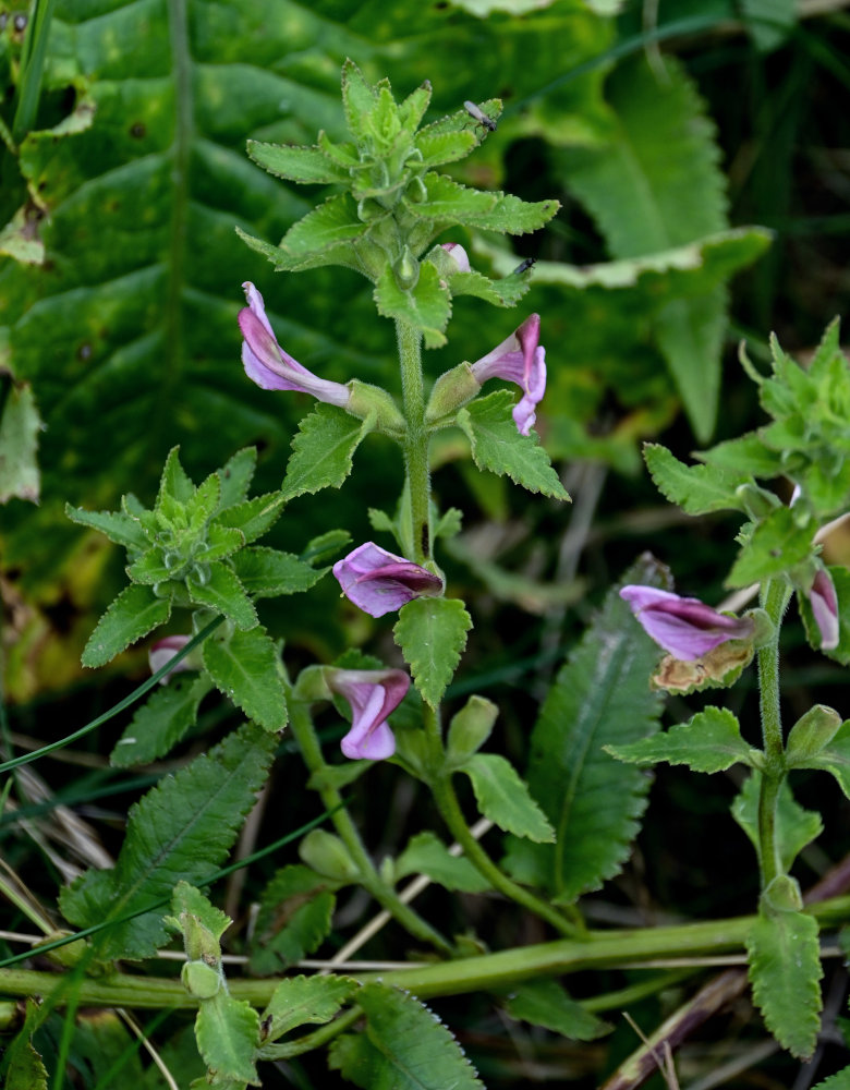 Изображение особи Pedicularis resupinata.