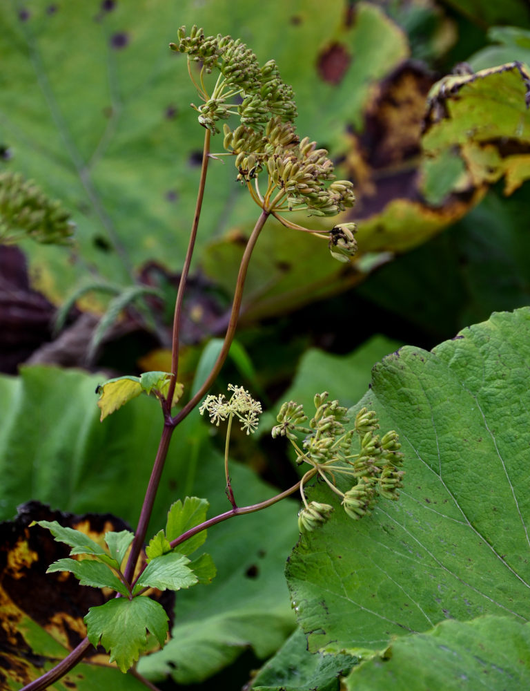 Image of Ligusticum scoticum specimen.