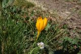 Crocus scharojanii