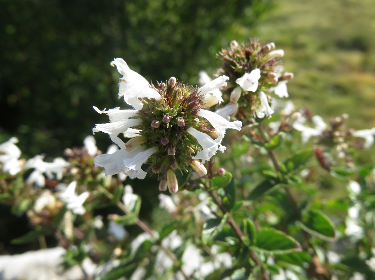 Изображение особи Clinopodium frivaldszkyanum.