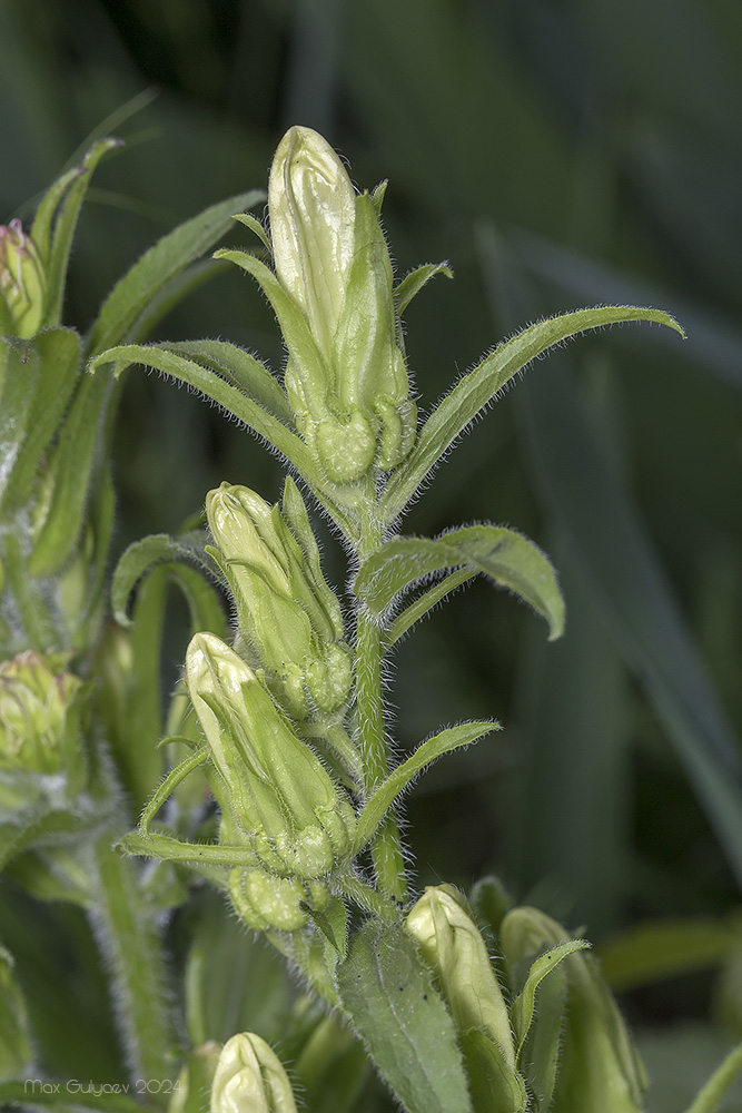 Image of Campanula medium specimen.