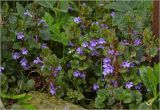 Glechoma hederacea