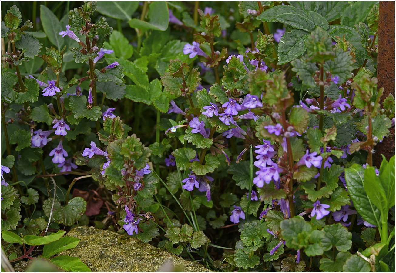 Изображение особи Glechoma hederacea.