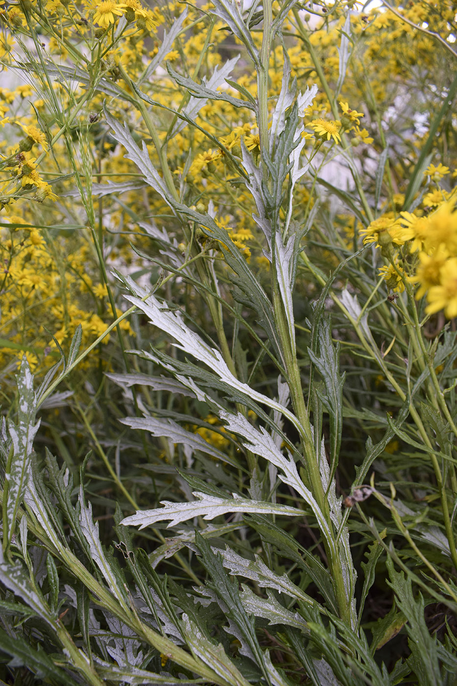 Изображение особи Senecio pterophorus.