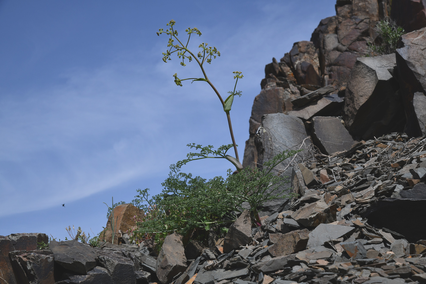 Image of Ferula ovina specimen.