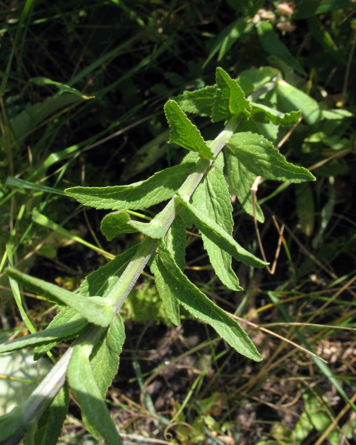 Image of Campanula bononiensis specimen.