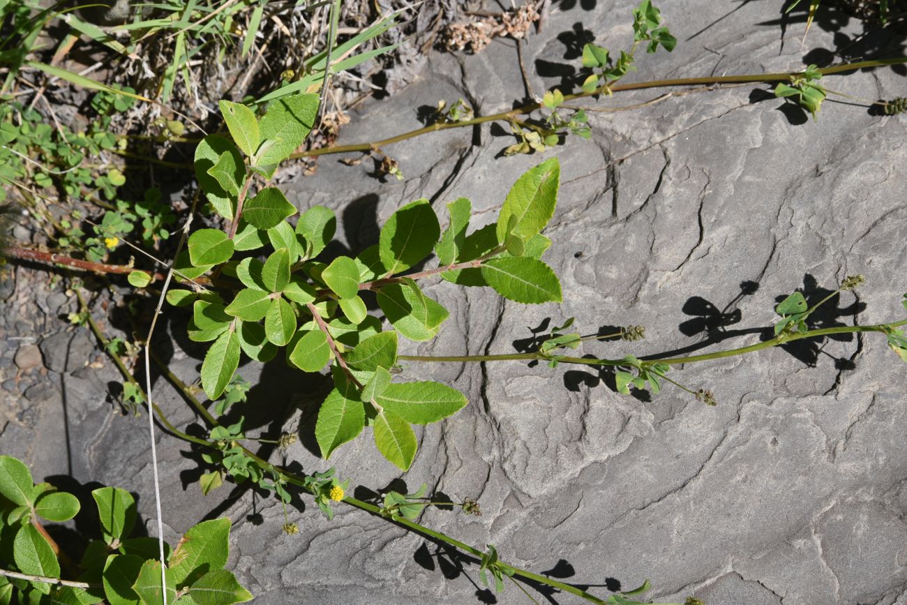 Image of genus Salix specimen.