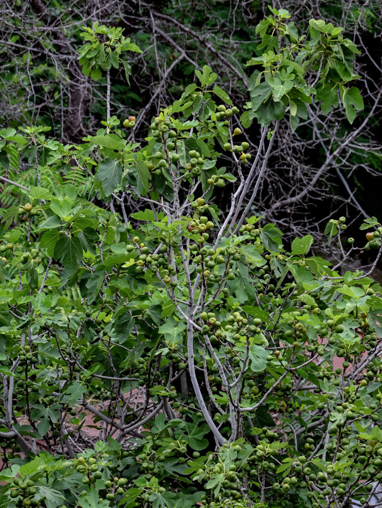 Image of Ficus carica specimen.