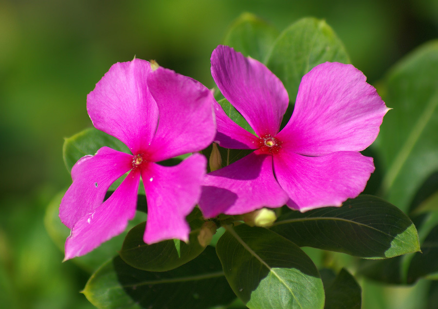 Изображение особи Catharanthus roseus.