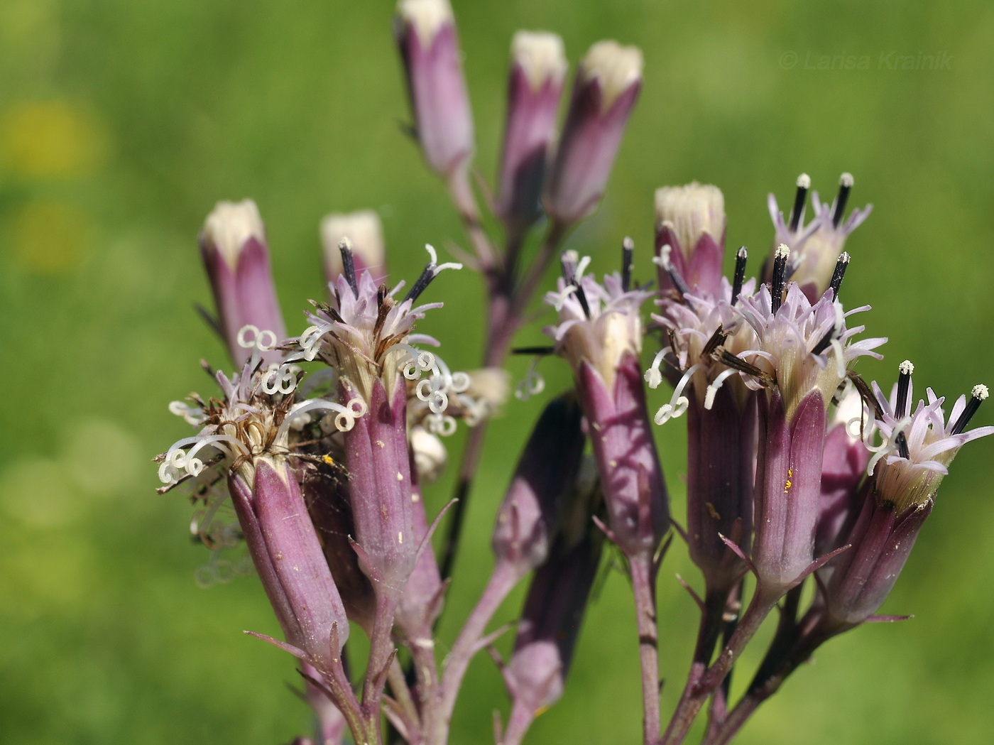 Изображение особи Syneilesis aconitifolia.