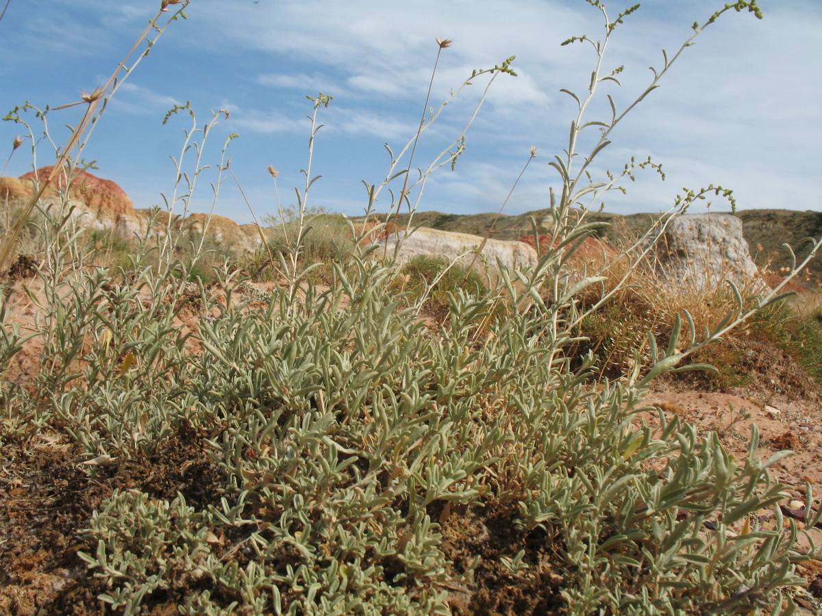 Image of Atriplex cana specimen.