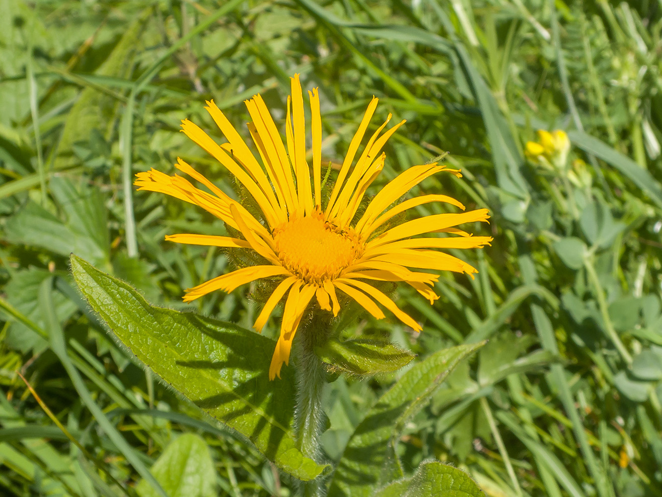 Изображение особи Inula orientalis.