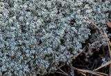 род Cladonia