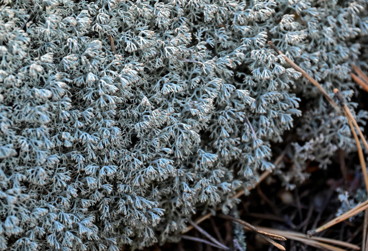 Изображение особи род Cladonia.