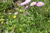 Erigeron venustus. Цветущие растения. Чечня, Шаройский р-н, Снеговой хр., 2,5 км от пер. Цумандинский, выс. 2650 м н.у.м., луг. 25 июня 2024 г.