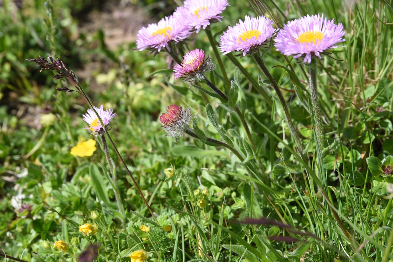 Image of Erigeron venustus specimen.