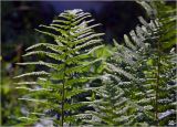 Dryopteris filix-mas