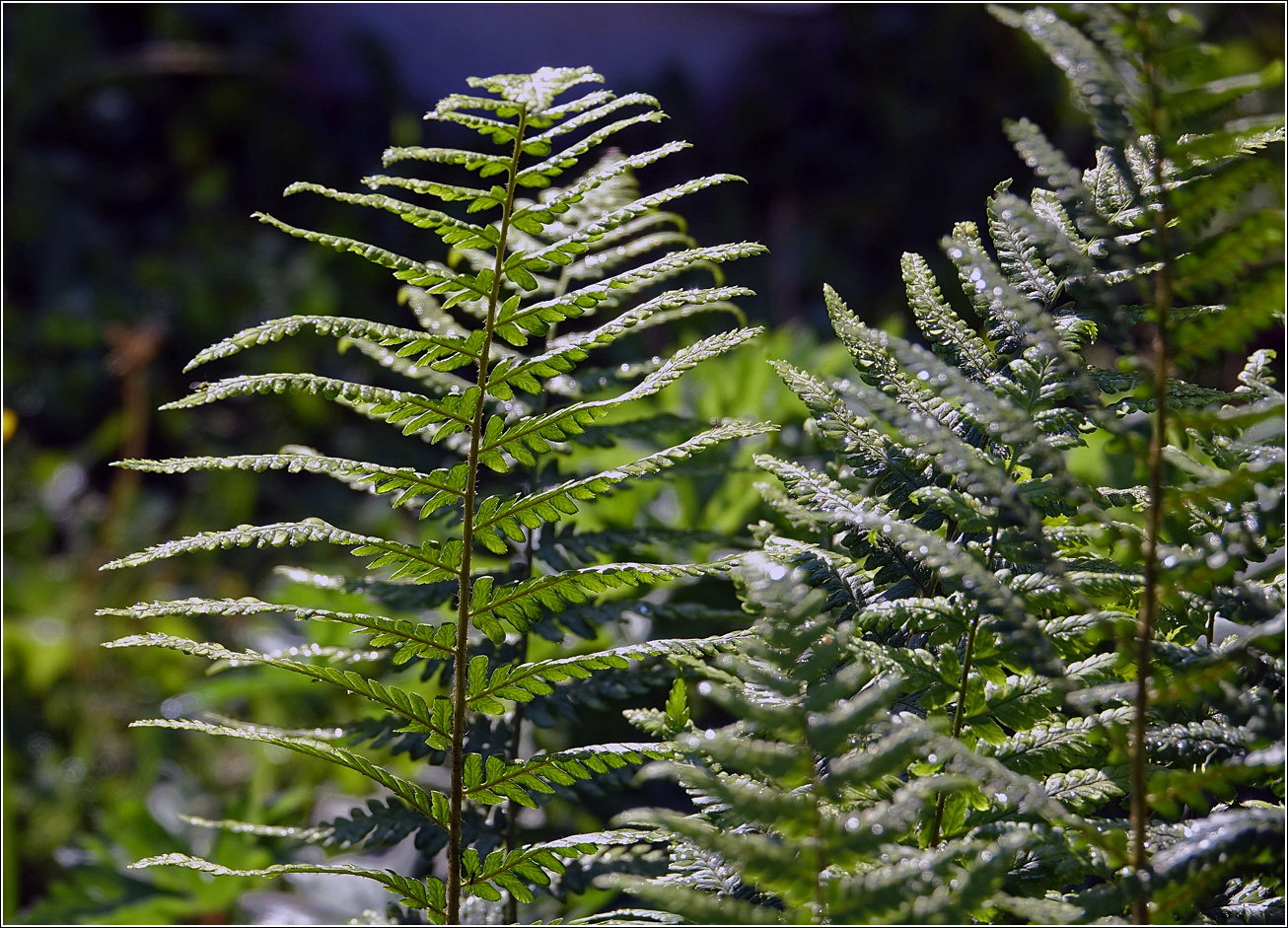 Изображение особи Dryopteris filix-mas.