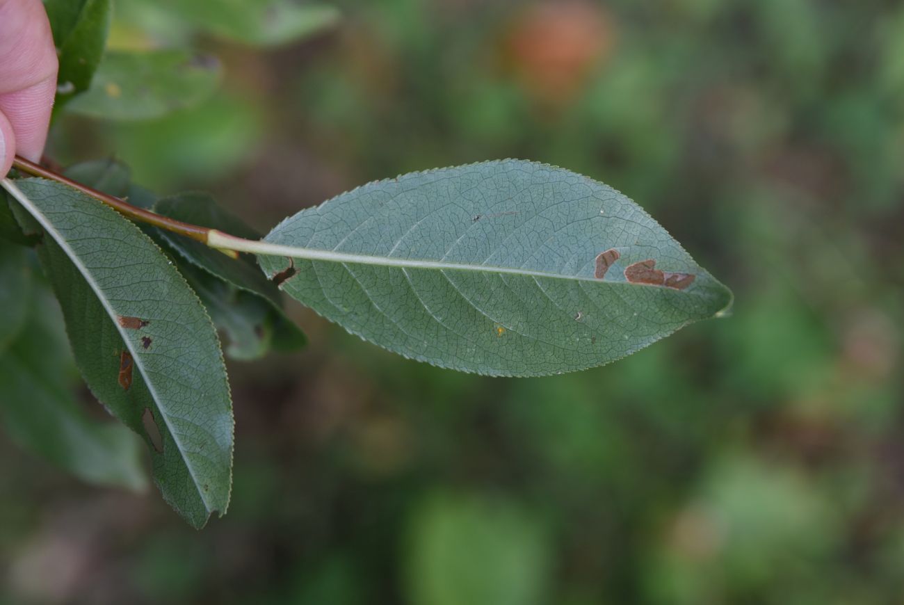 Image of Salix pentandrifolia specimen.