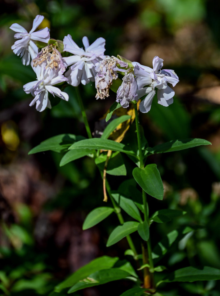 Image of Saponaria officinalis f. pleniflora specimen.