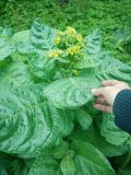 Nicotiana rustica