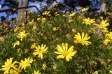 Euryops pectinatus. Верхушки цветущих и плодоносящих растений. Испания, автономное сообщество Каталония, провинция Жирона, комарка Баш-Эмпорда, муниципалитет Палафружель, ботанический сад \"Кап-Роч\". 05.01.2025.