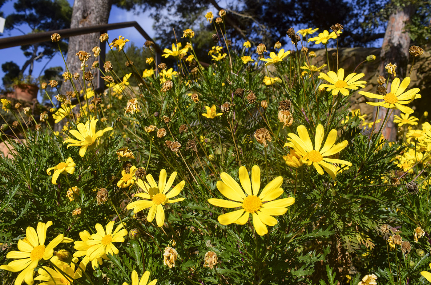 Image of Euryops pectinatus specimen.