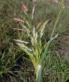 Sorghum halepense