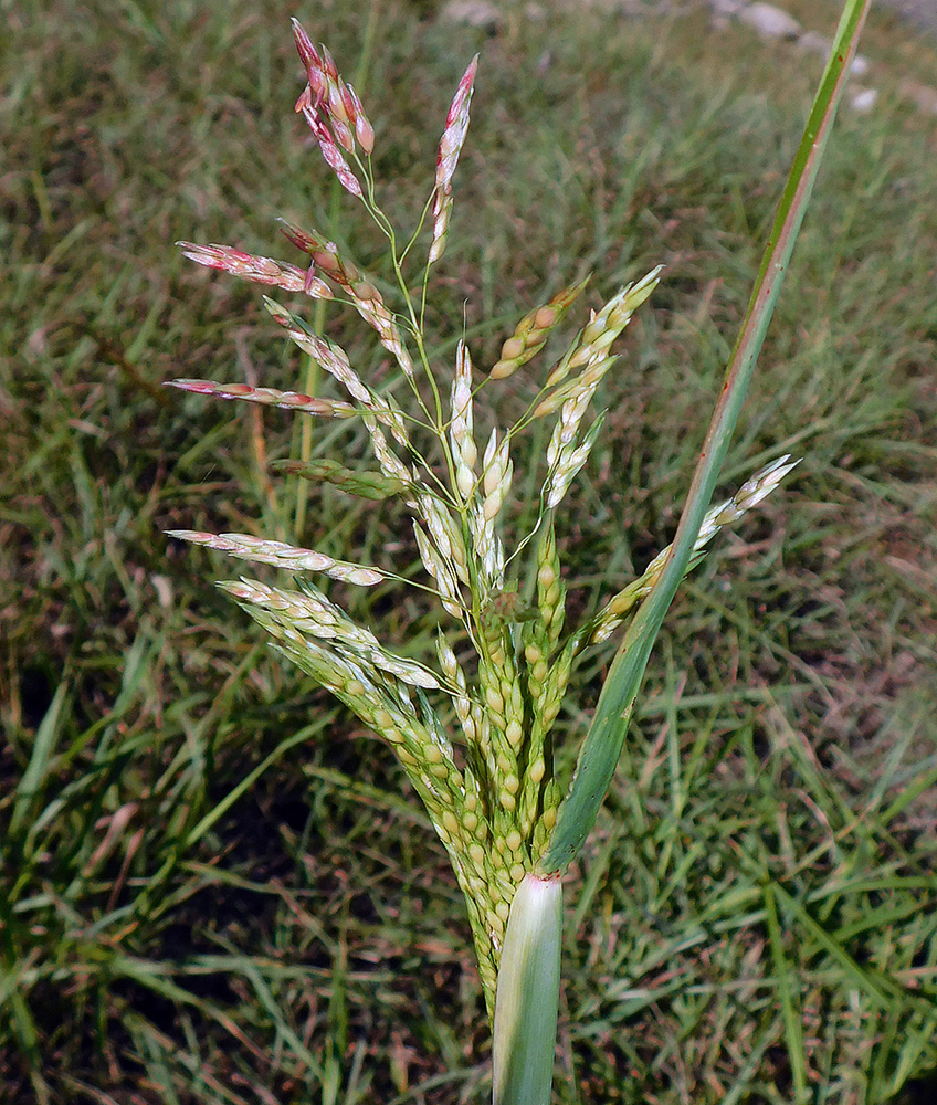 Изображение особи Sorghum halepense.