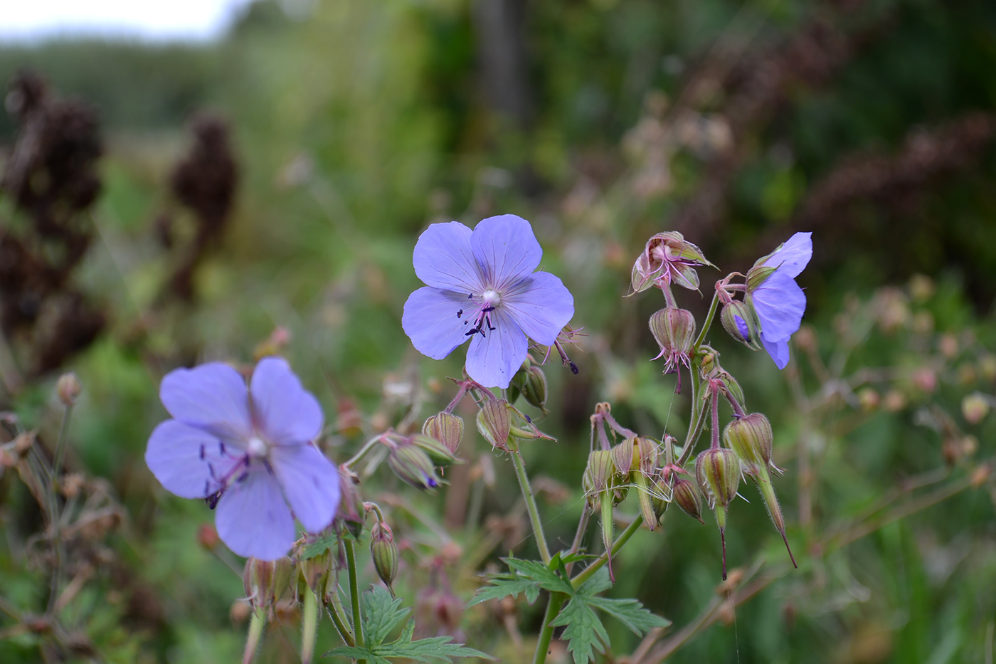 Изображение особи Geranium pratense.