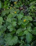 Geum macrophyllum. Цветущее и плодоносящее растения в сообществе с Impatiens parviflora. Московская обл., Пушкинский гор. округ, северо-восточное побережье Учинского водохранилища, смешанный лес. 27.07.2024.