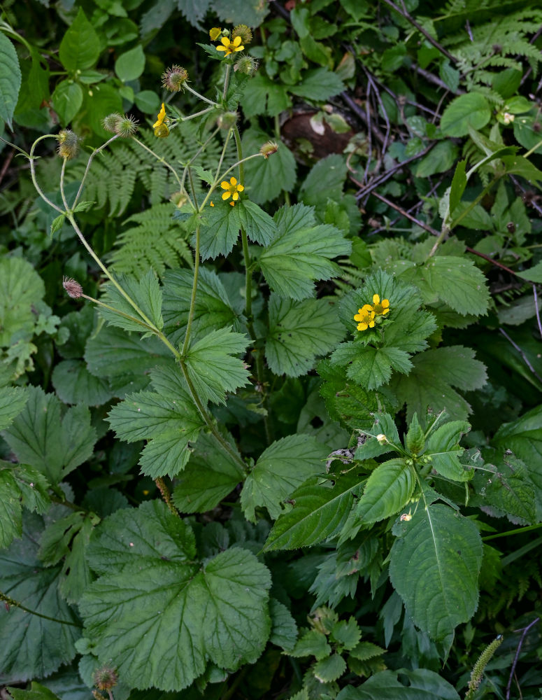 Изображение особи Geum macrophyllum.