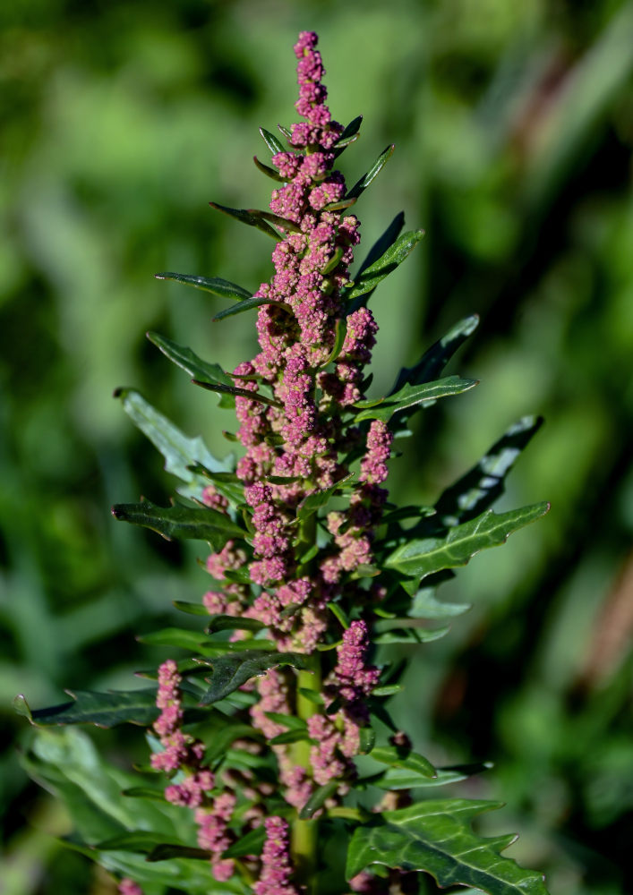 Image of Oxybasis rubra specimen.