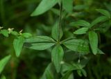 Galium boreale. Мутовка листьев и основания боковых побегов. Камчатский край, г. Петропавловск-Камчатский, Никольская сопка, опушка березняка. 07.08.2024.