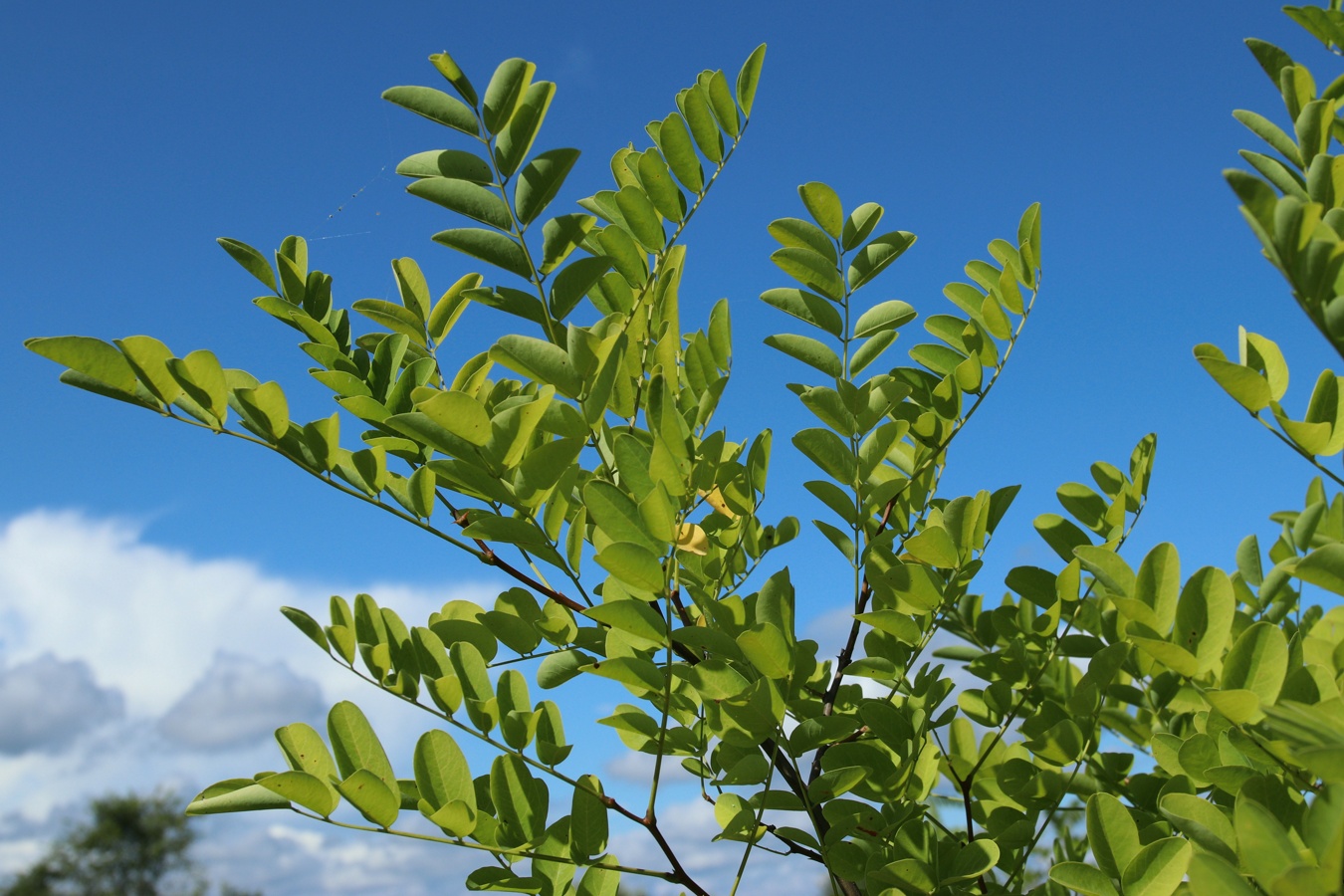 Изображение особи род Robinia.