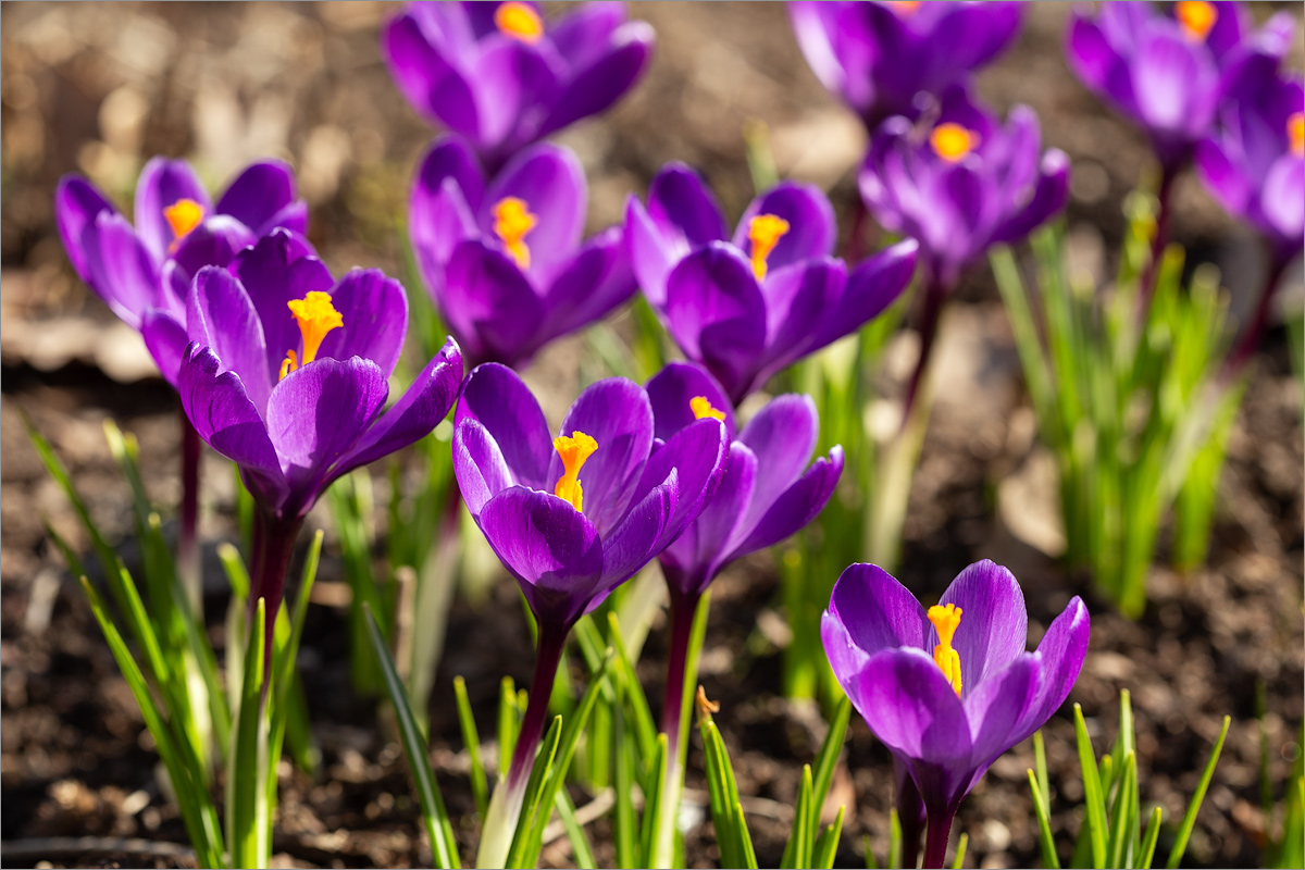 Изображение особи Crocus vernus.