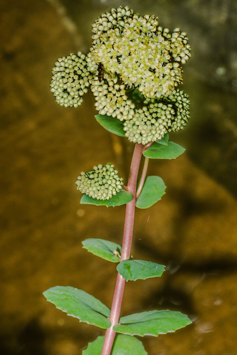 Image of Hylotelephium ruprechtii specimen.